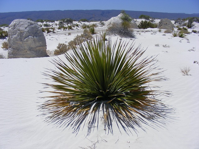 Coahuila